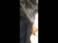 Horny guy jacking off a dog’s cock